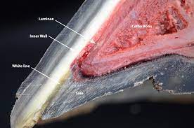White Line Disease The Rest Of The Story Holistichorse Com