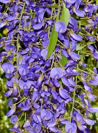 Image result for Bolusanthus