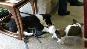 The jack tzu is a mix between a purebred shih tzu and a purebred jack russell terrier. Collie Playing With Jack Russell Shih Tzu Cross Youtube