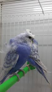 Find the right breed, and the perfect puppy at puppyfind.com. Hogo Budgie Largest Pet Store In Uae