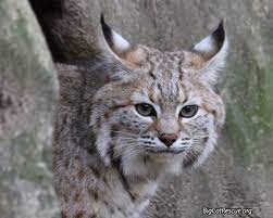 Kewlona Came To Us This Past October With Her Brother Dryden She Is Extremely Shy And Skittish So Getting This Shot Was Big Cat Rescue Big Cats Cat Sneezing