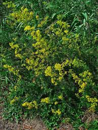 Image result for Galium verum