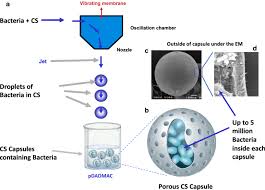 This type of envelope belongs to bacteria known as gram negative bacteria. Efficient Protection Of Microorganisms For Delivery To The Intestinal Tract By Cellulose Sulphate Encapsulation Microbial Cell Factories Full Text