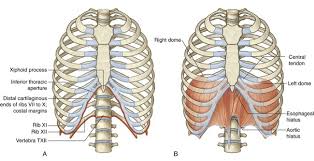 Learn about anatomy ribs thoracic with free interactive flashcards. Thorax Clinical Gate