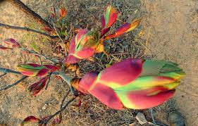 Image result for Seddera suffruticosa