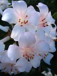 However, it looks pretty much like a flower. Rhododendron Beautiful Flowers Most Beautiful Flowers Amazing Flowers