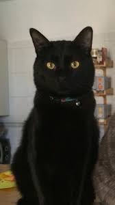 pin by ebru sarpman on siyah kedi cute black cats beautiful cats pretty cats