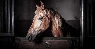 Myth Horses Don T Need Hay At Night Because They Sleep