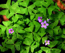 Image result for Oxalis latifolia