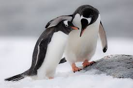 The orange/blue contrast trope as used in popular culture. How To Photograph Penguins In Antarctica Nature Ttl