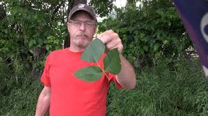 Bur if a rash appears, treating poison sumac is similar to treating a poison ivy rash. How To Never Have A Serious Poison Ivy Rash Again Youtube