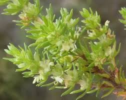 Image result for Anthospermum