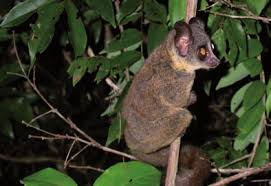 Image result for Lettowianthus stellatus