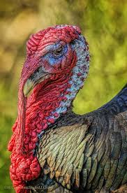 Big Birds That Look Like Turkeys Turkey Tom Turkey Bird Turkey Art Beautiful Birds