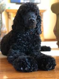 Black And White Standard Poodle For Sale Black Standard Poodle With Images Black Standard Poodle Poodle Puppy White Poodle Puppy