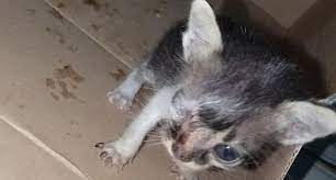 Maybe you would like to learn more about one of these? Wajib Baca 8 Penyakit Mata Pada Kucing Beserta Gambarnya