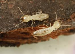 Get pest control charges, reviews, price in it is advisable to get connected with reputed and licensed pest control companies in india. Destination Bahamas Pct Pest Control Technology