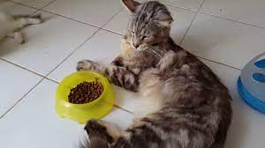 Ada 20 gudang lagu tanda tanda kucing sakit terbaru, klik salah satu untuk download lagu mudah dan cepat. Apa Aja Ya Tanda Tanda Kucing Sakit Youtube
