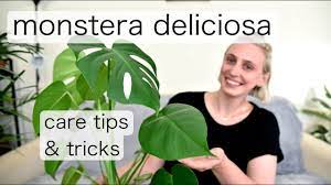 Due to the height of the monstera deliciosa, the stems of it might have a hard time supporting the weight of its leaf. Monstera Deliciosa Care Swiss Cheese Plant Tips Tricks Youtube