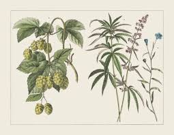 Image result for Linaceae