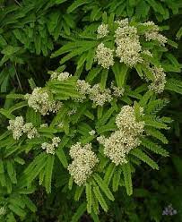 Image result for Dalbergia