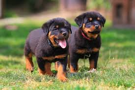My name is joanna lockner. The Bold And Beautiful Rottweiler Puppy Furry Babies