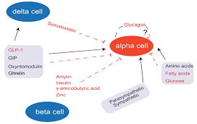Hypoglycemia is the medical term used when the amount of glucose (sugar) in someone's blood is lower than it should be. Ijms Free Full Text Glucagon Receptor Signaling And Glucagon Resistance Html