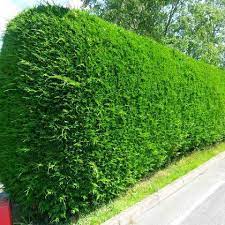met de cipres krijg je een mooie haag om je tuin mee te schermen deze haagplant heeft een mooi fris aanzicht haagplanten haagplant tuin hagen struiken tuin