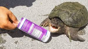 However, being that as babies and juveniles who aren't fully developed, their bite force will not be as strong as that of the adults. Godzilla Snapping Turtle Vs Soda Can Bite Test Youtube