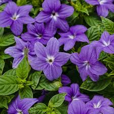 Image result for Browallia americana