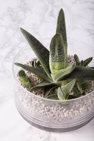 Contrary to what you might think, cacti do need watering in spring and summer. How To Water Succulents Without Drainage Succulents And Sunshine