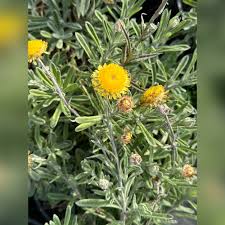 Image result for Helichrysum polioides