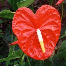 Anthurium White Flowering Plants Anthurium Flower Flower Meanings
