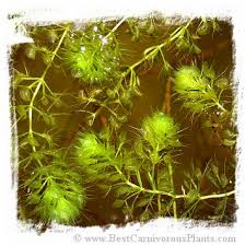 Image result for Aldrovanda vesiculosa