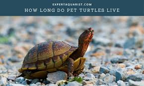 Oct 19, 2020 · in the wilderness, some species are thought to survive even for 100+ years. How Long Do Pet Turtles Live Lifespan Of Different Species