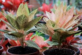 Maybe you would like to learn more about one of these? 5 Tanaman Hias Daun Yang Harganya Mahal Tahun Ini Apa Saja Halaman All Kompas Com