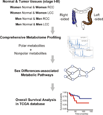 A colonoscopy is a test where a thin tube with a light on the end is put through the anus, into the rectum. Sex Differences In Colon Cancer Metabolism Reveal A Novel Subphenotype Scientific Reports