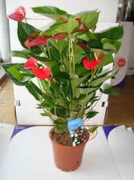 İlkbaharda, kar her yerde erimediği zaman, ilk çiçeklerin arasında çiçek yatağında görünür. Cogaltilmasi Saksida Yetisen Sus Cicekleri