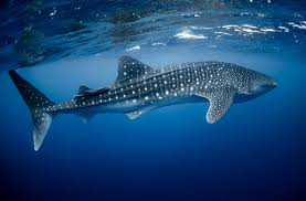 Whales are much larger than sharks. Whale Shark