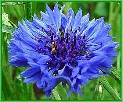 Cornflower As An Herb Flower Meanings Blue Garden Cornflower