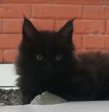 Kanu Maine Coon Cattery Home Facebook