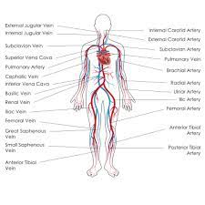 Arteries and veins of the human body. The Anatomy Physiology Of Circulation Deteriorating Patient Assessment Recognition And Management