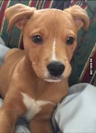 Golden retriever puppies mt juliet tn. Half Pitbull Half Golden Retriever Pitbulls Puppies And Kitties Mixed Breed Puppies