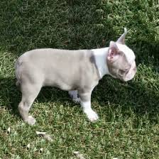 We breed to produce the very best pet and companion boston terrier puppies. Boston Terrier Puppies For Sale