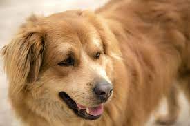 See more ideas about goldador, puppies, labrador retriever. The Goldador Dog A Golden Retriever And Labrador Mix Herepup