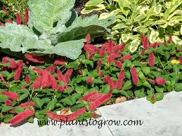 Image result for Acalypha chirindica