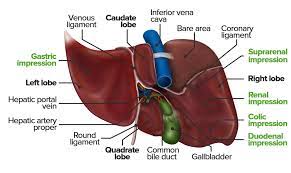 There are 11 liver diagram for sale on etsy, and they cost $33.24 on average. Liver Concise Medical Knowledge