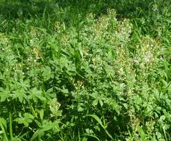 Image result for Cleome macrophylla