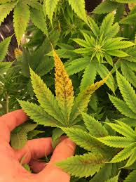 Rust spots on pot leaves. Brown Spots On Leaves Curling And Crispy Please Help Growweedeasy Com Cannabis Growing Forum