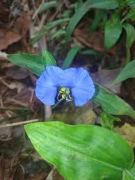 Image result for Commelina aspera
